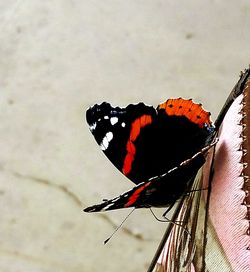 Close-up of butterfly on red background