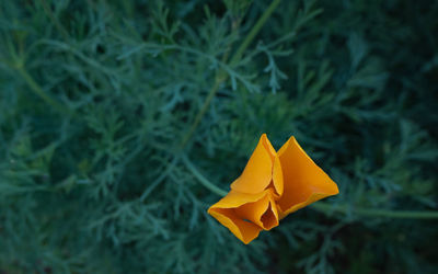 Close-up of yellow flower