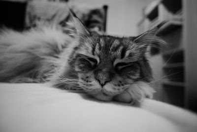 Close-up of cat resting