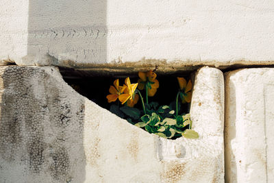 Close up of yellow flower in broken foam box