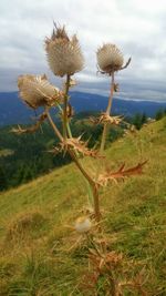 Close-up of flower on field against sky