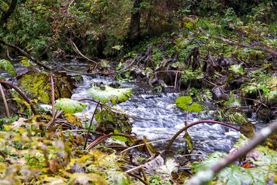River amidst trees in forest