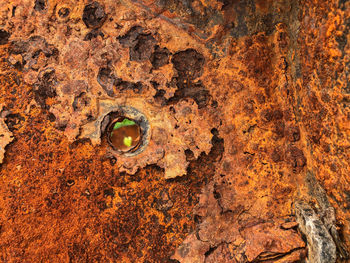 Full frame shot of hole on tree trunk