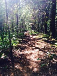 Footpath in forest