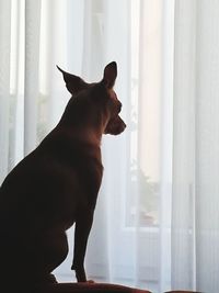 Side view of dog looking through window at home