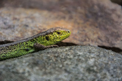 Close-up of lizard on rock