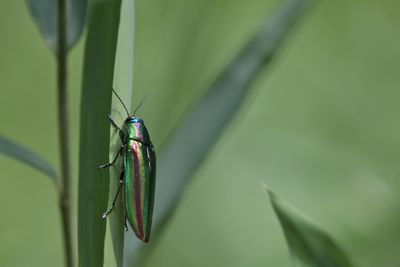 Close-up of beetle on plant