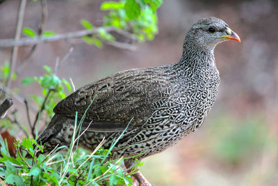 Close-up of bird