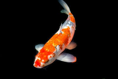 Close-up of fish swimming in sea