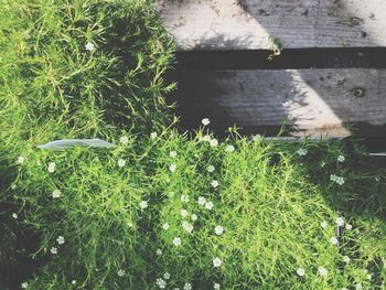 Close-up of fresh green plants