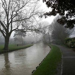 Bare trees by river