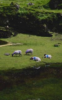 Swans on field