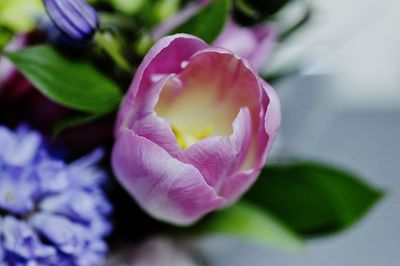 High angle close-up of flower growing outdoors