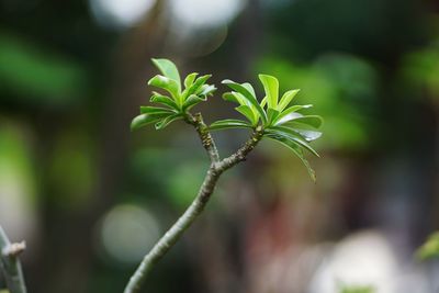 Close-up of fresh green plant