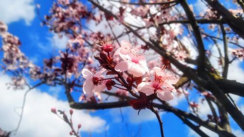 Low angle view of cherry blossoms in spring