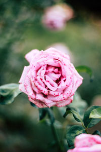 Close-up of pink rose blooming outdoors