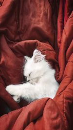 High angle view of cat sleeping on bed