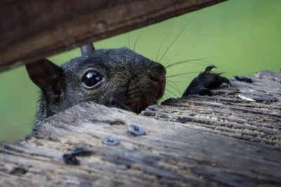 Close-up of squirrel