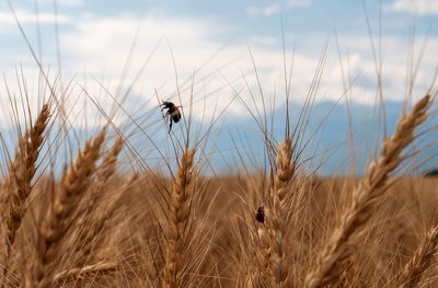 View of wheat plants on field against sky