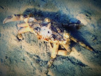 High angle view of insect on rock