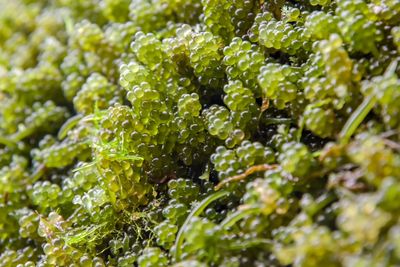 Full frame shot of green plants