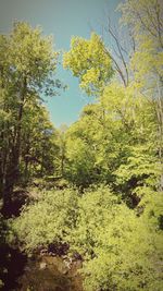 Trees in forest against sky