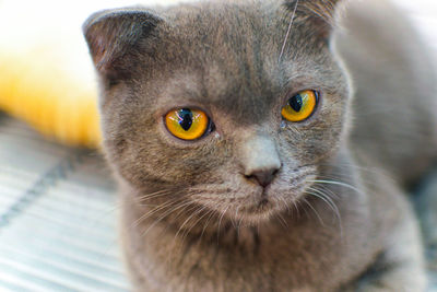 Close-up portrait of cat