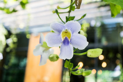 Close-up of white flowering plant