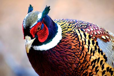 Ringneck pheasant