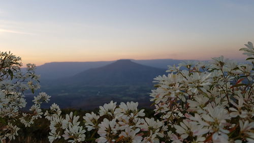 Close-up of flowering plants against sky during sunset