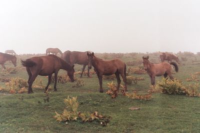 Horses in a field