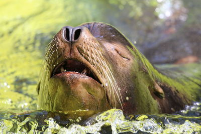 Close-up of seal swimming in lake