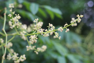 Close-up of flowering plant