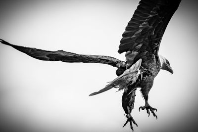 Low angle view of eagle flying against clear sky