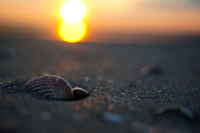 Close-up of crab on beach against sunset sky