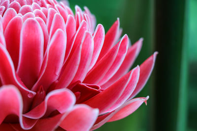 Close-up of pink flower