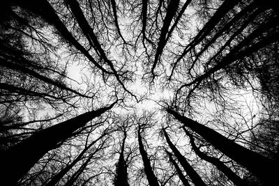 Low angle view of trees in forest against sky