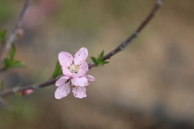 Close-up of pink flowers on branch