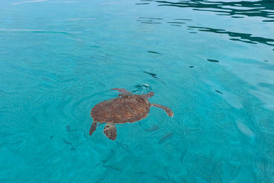 High angle view of turtle swimming in water