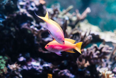 Close-up of fish swimming in sea