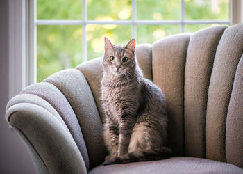 Gray cat sitting on the sofa