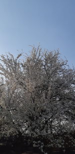 Low angle view of cherry blossoms against sky