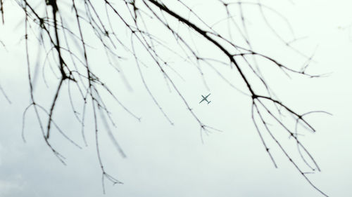 Close-up of grass against sky