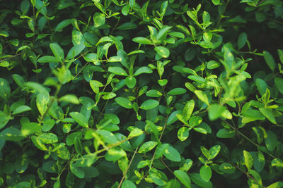 Full frame shot of plants growing on field