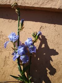 Shadow of flowers blooming on plant