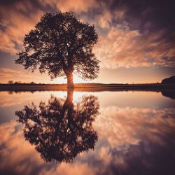 Tree by lake against dramatic sky