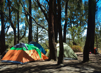 Camping and tent under the pine forest