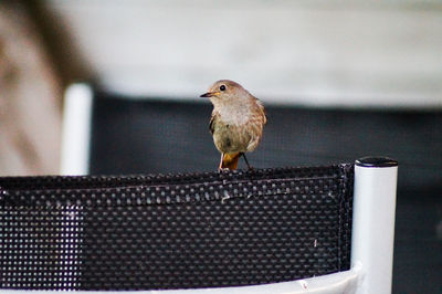 Close-up of young robin perching on chair