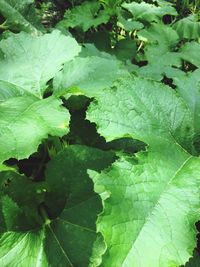 Full frame shot of leaves