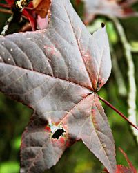 Close-up of leaves on ground